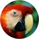 Albert van der Veen Albert van der Veen